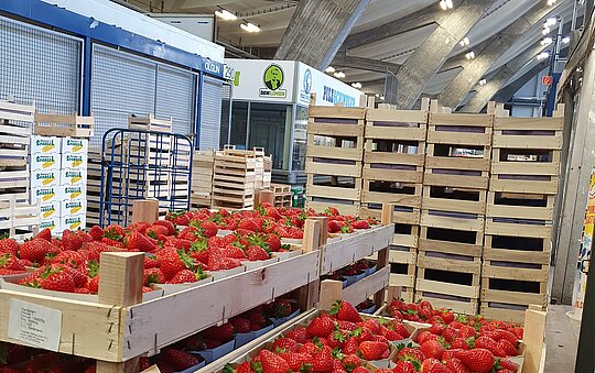 Kisten Erdbeeren in der Großmarkt Halle